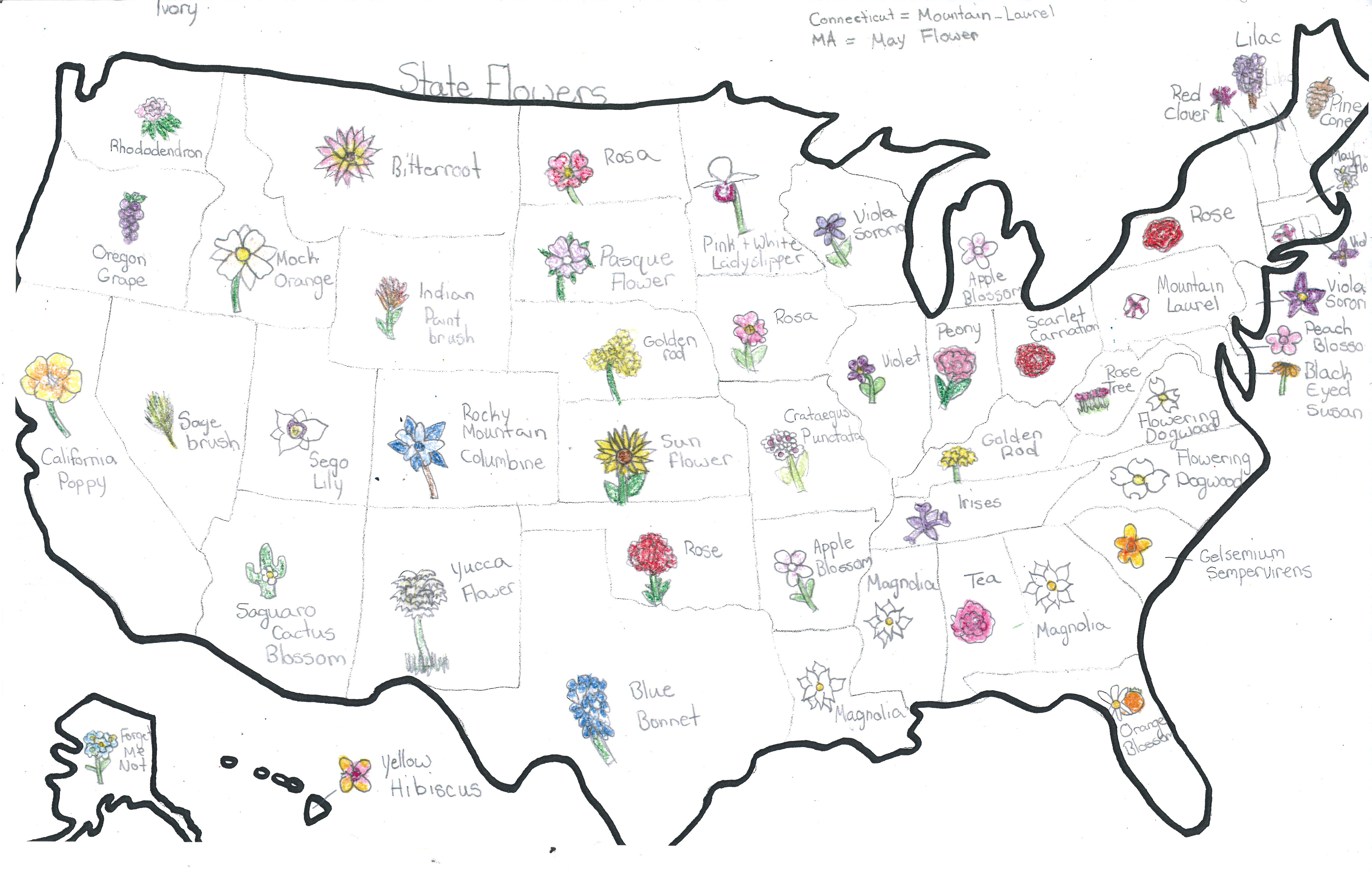 Plants Animals Osher Map Library State Flowers Ivory T Of Spruce Head Maine St George School